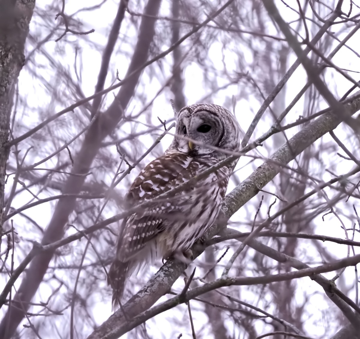 Barred Owl - ML646314959