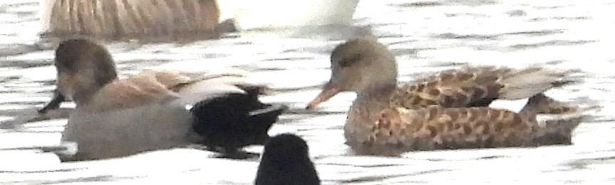 オカヨシガモ - ML646314962