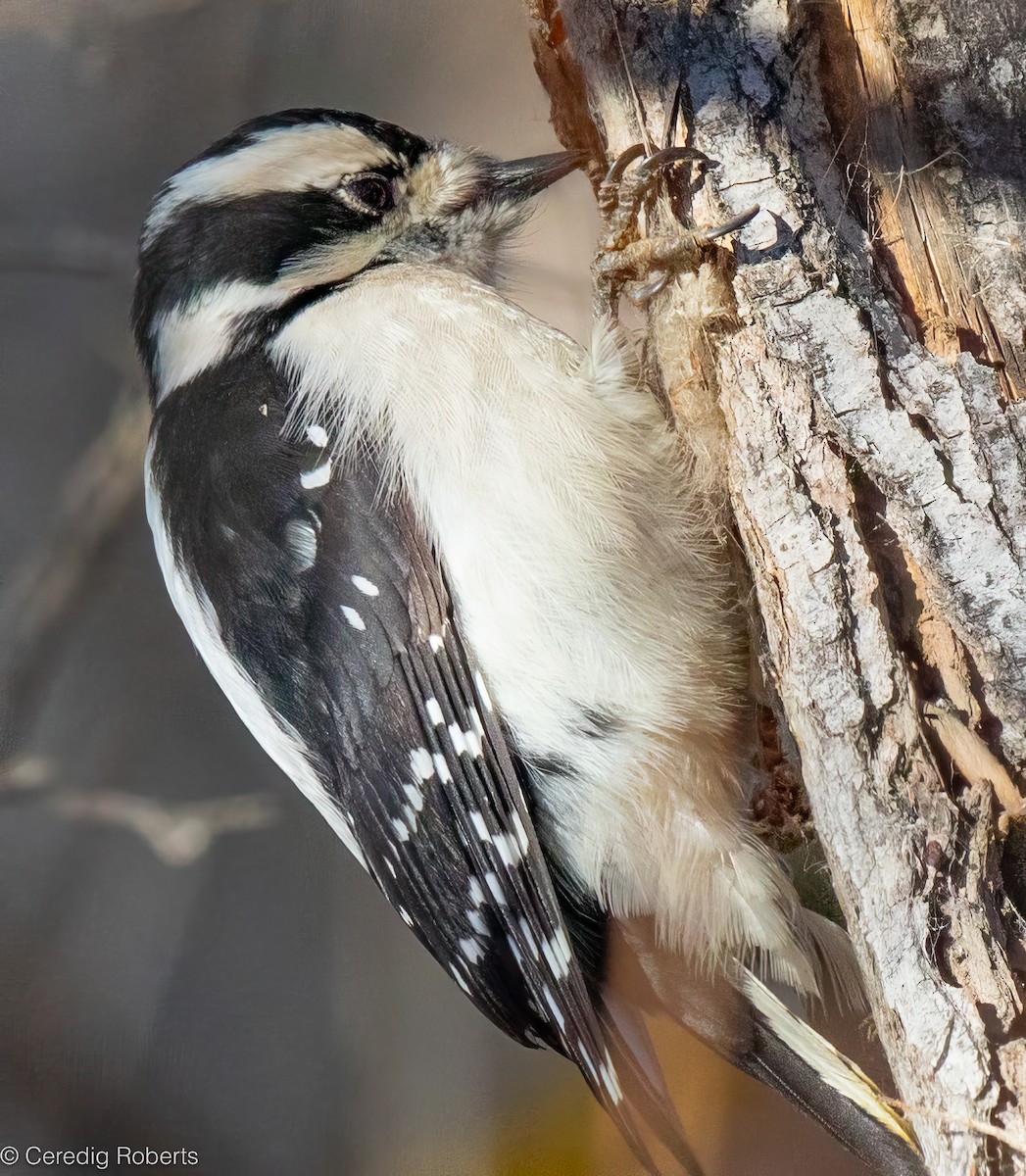Downy Woodpecker - ML646314963