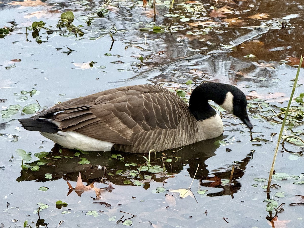 Canada Goose - ML646314964