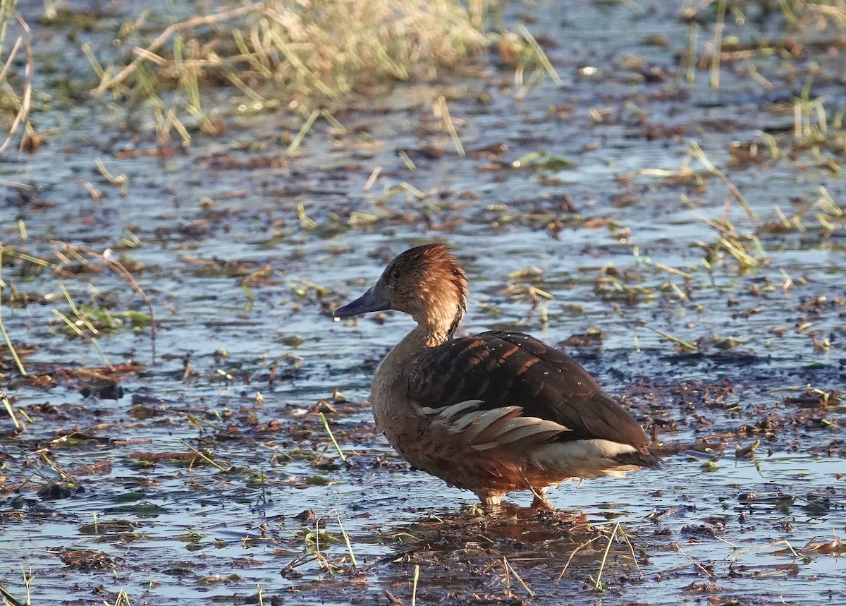 Fulvous Whistling-Duck - ML646314966
