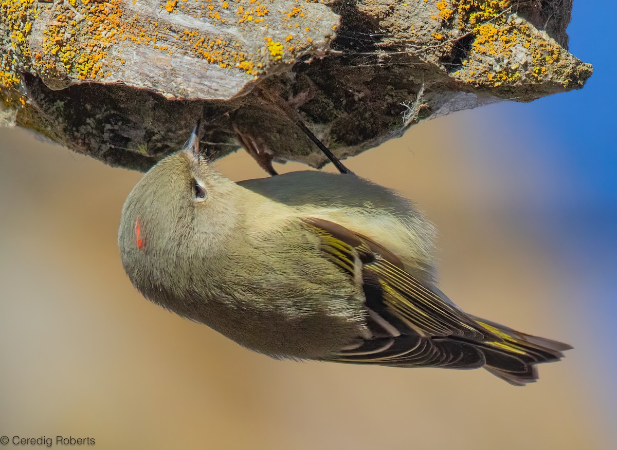 Ruby-crowned Kinglet - ML646314968