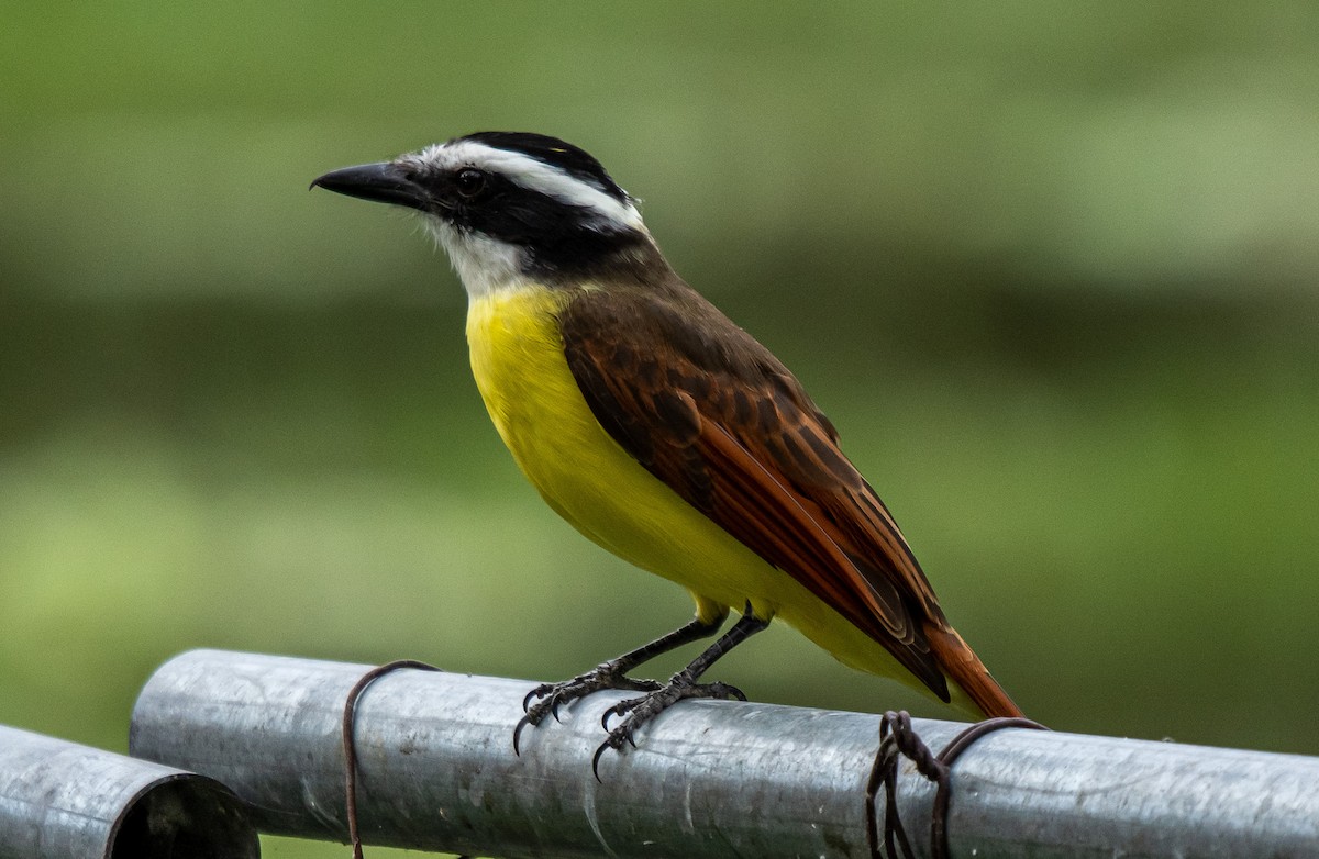Great Kiskadee - ML646314969