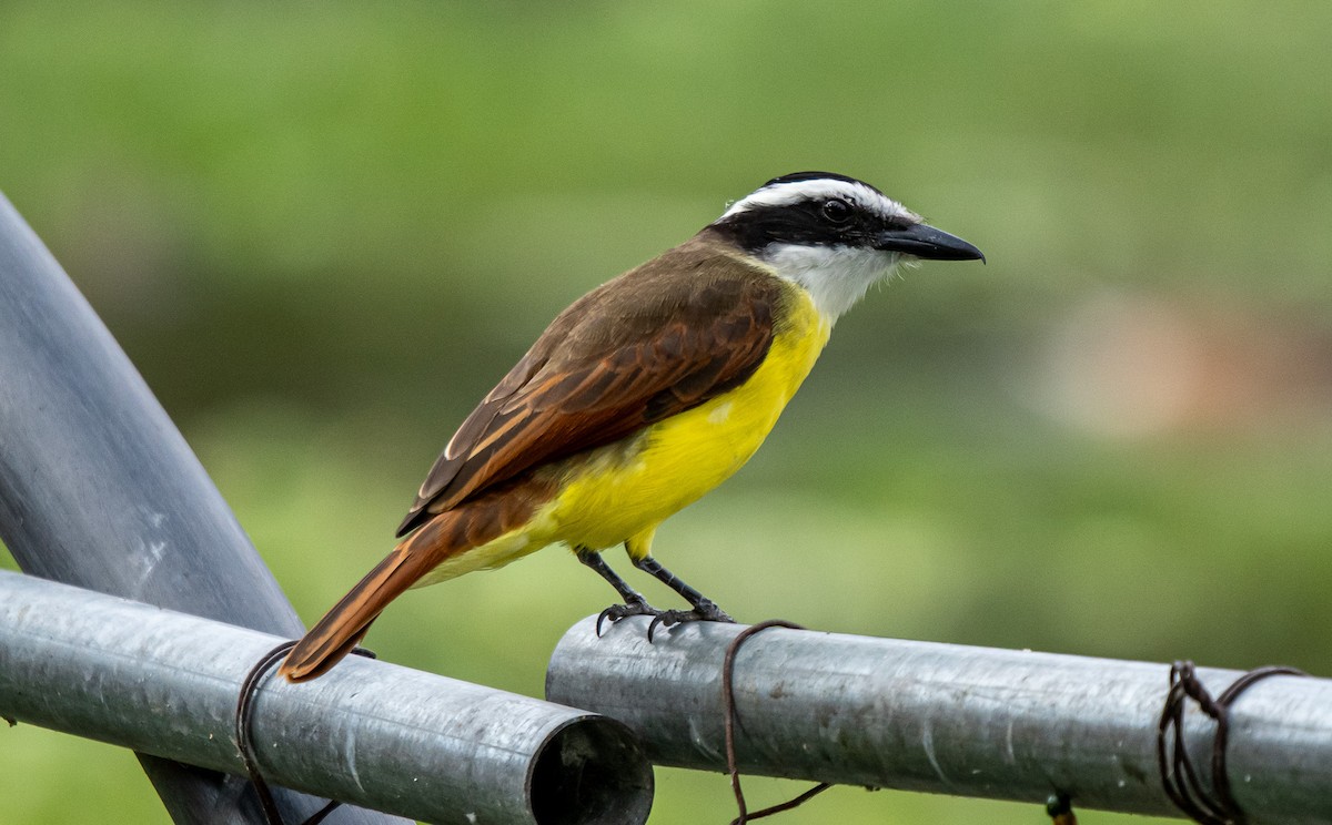 Great Kiskadee - ML646314970