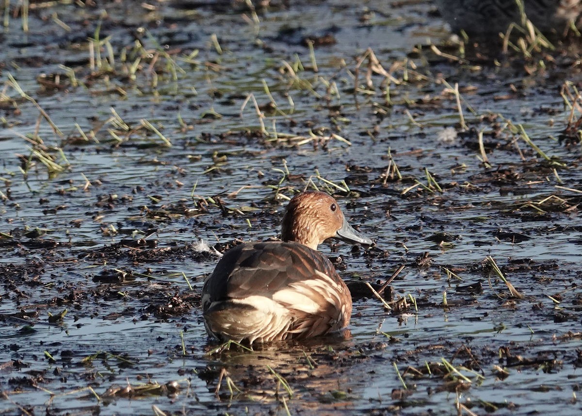 Fulvous Whistling-Duck - ML646314971