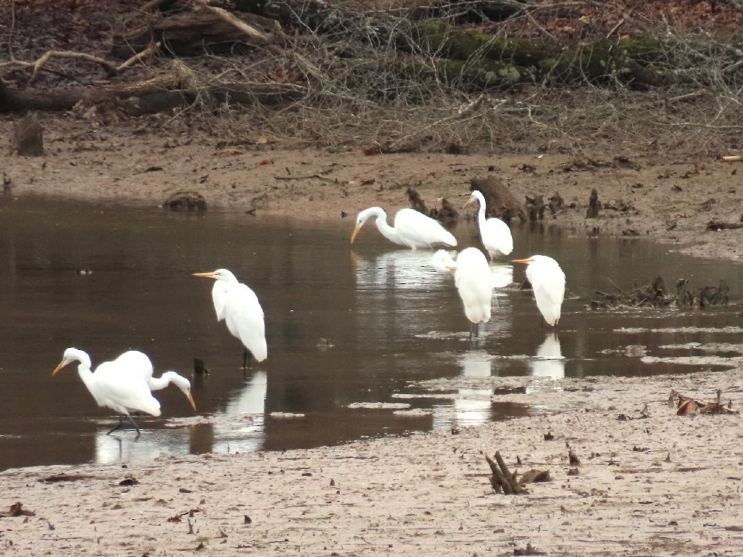Great Egret - ML646314972