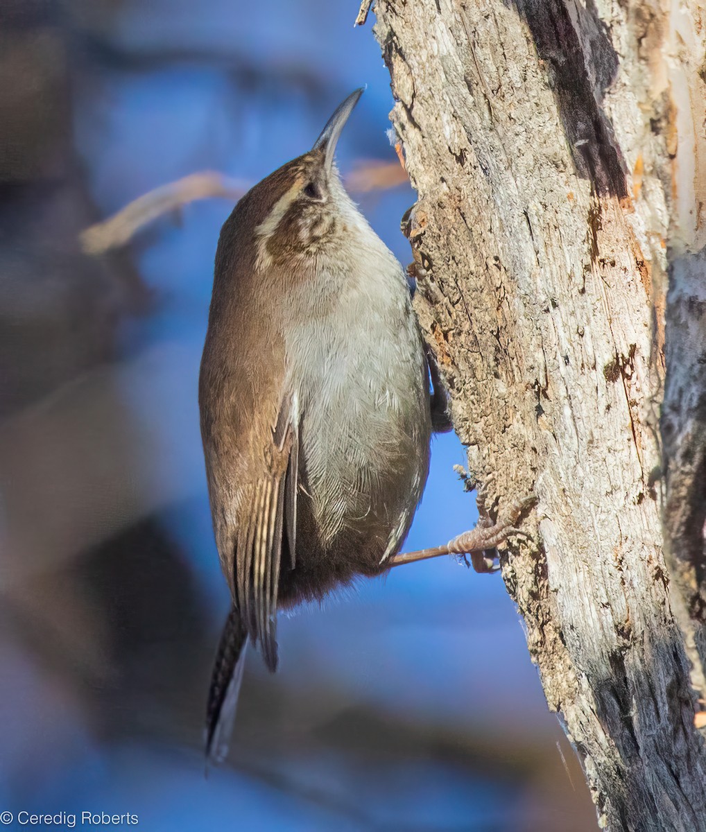 Bewick's Wren - ML646314973
