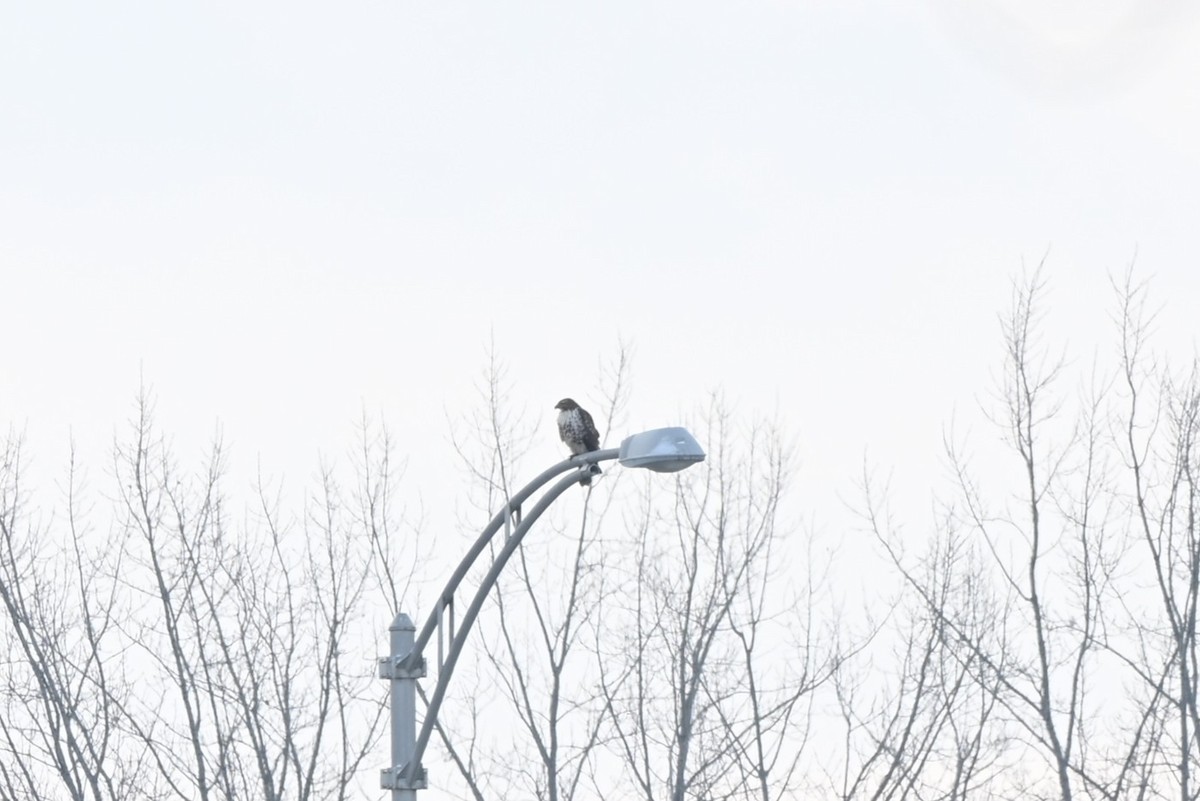 Red-tailed Hawk - ML646314978