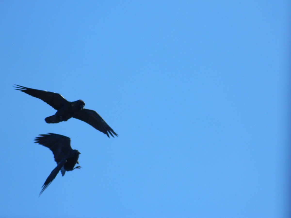 עורב שחור - ML646314979