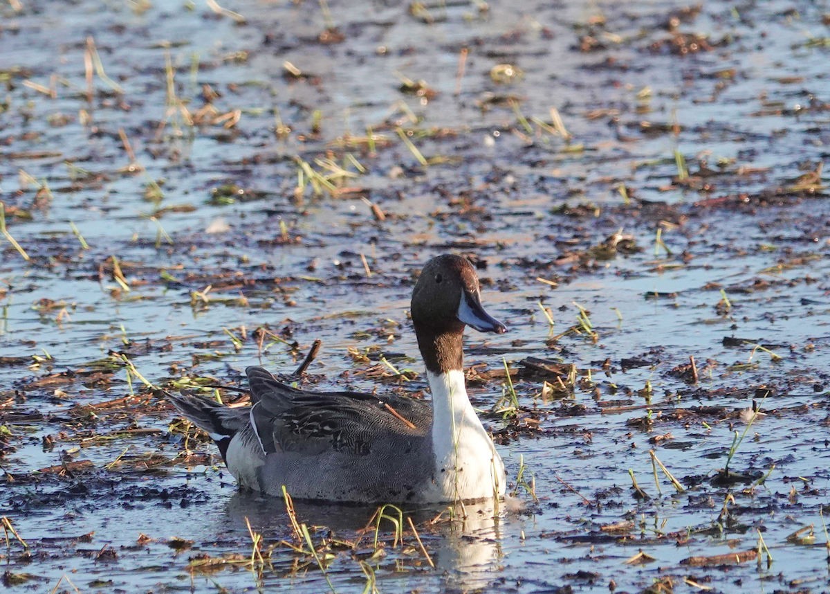 Northern Pintail - ML646314982