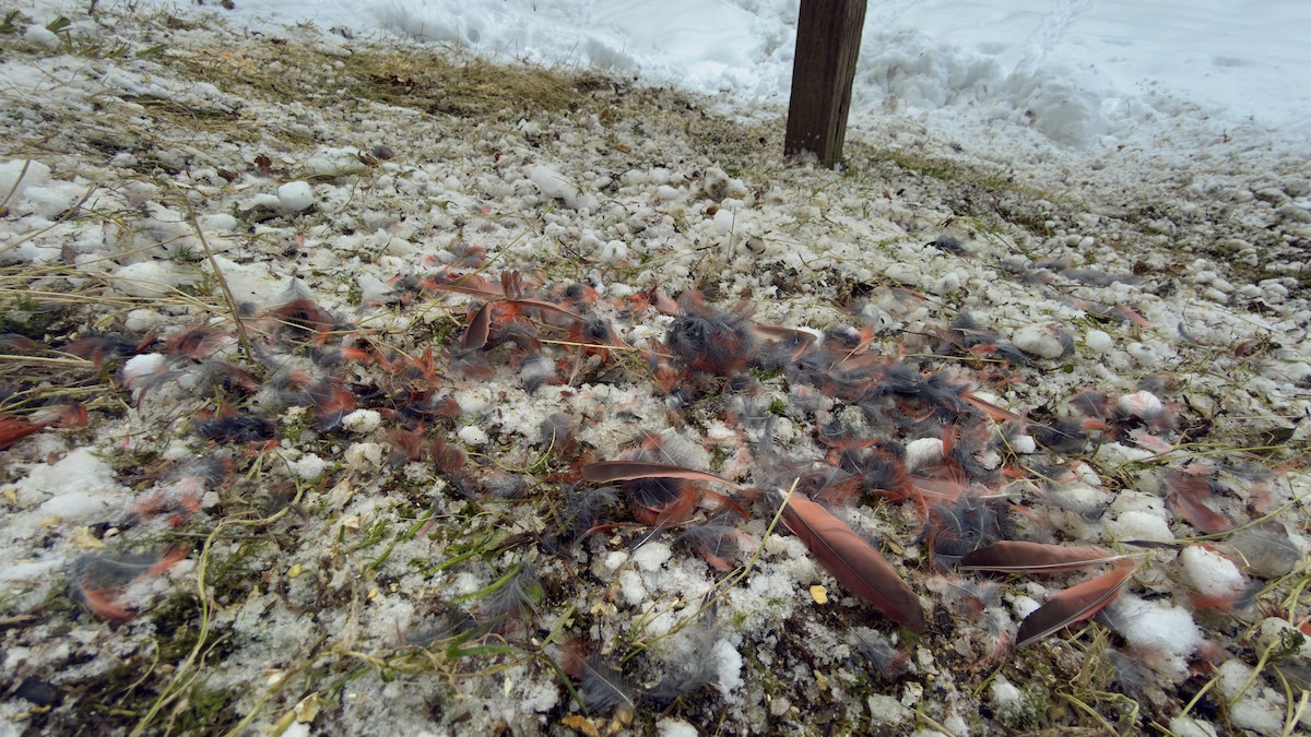 Northern Cardinal - ML646314983