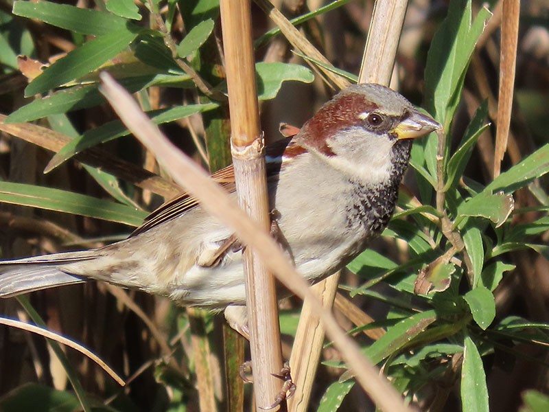 House Sparrow - ML646314984