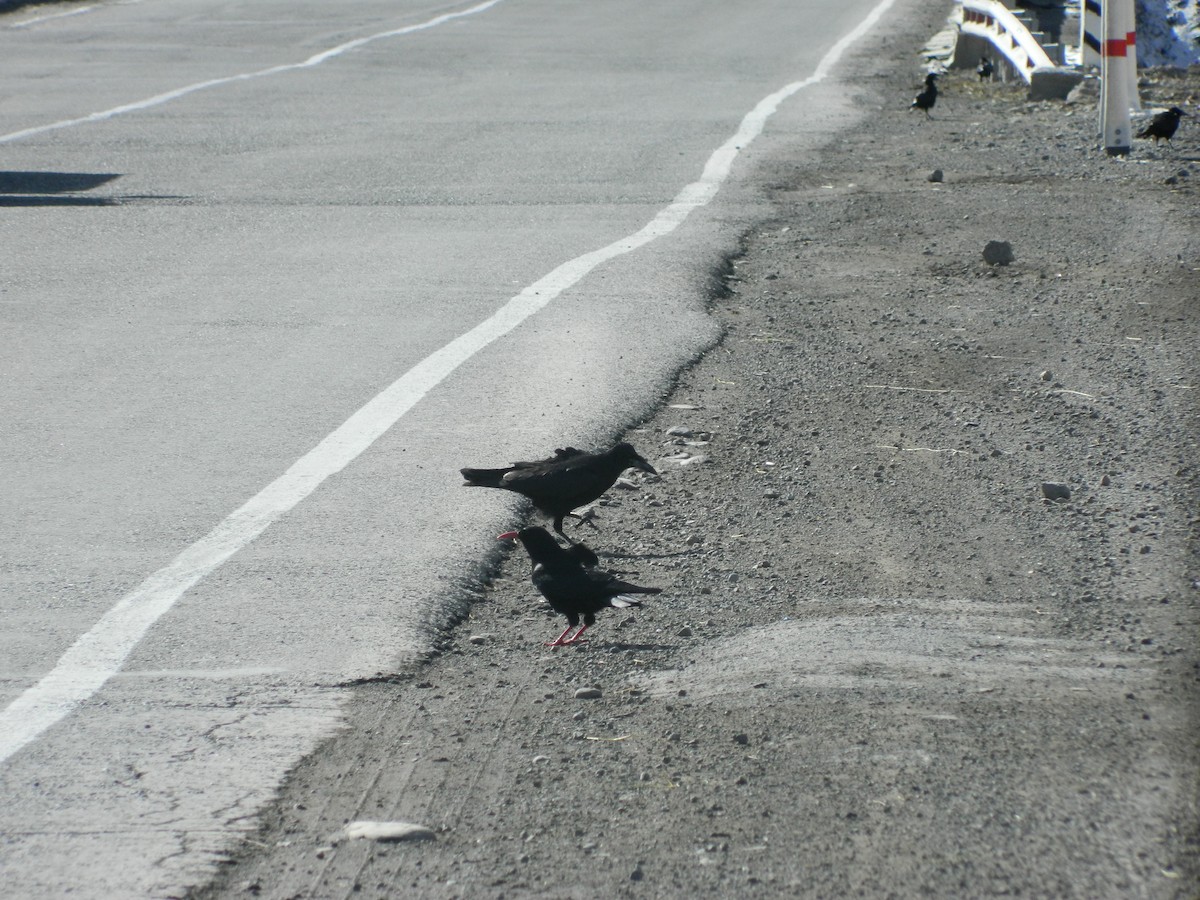 עורב שחור - ML646314986