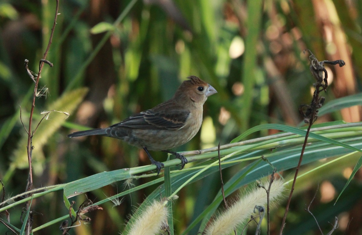 Blue Grosbeak - ML646314987