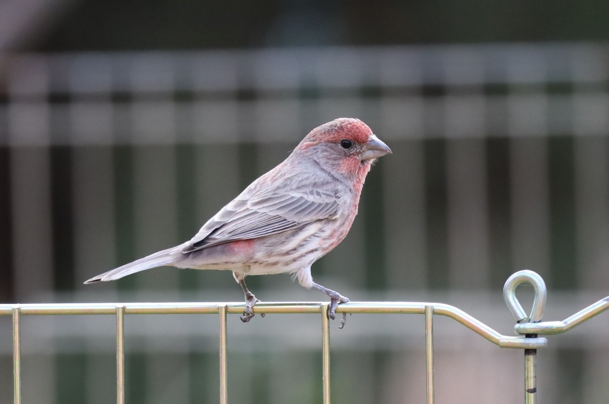 House Finch - ML646314989