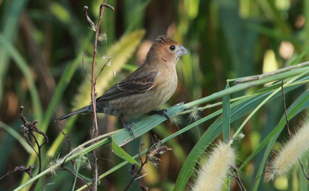 Blue Grosbeak - ML646314990