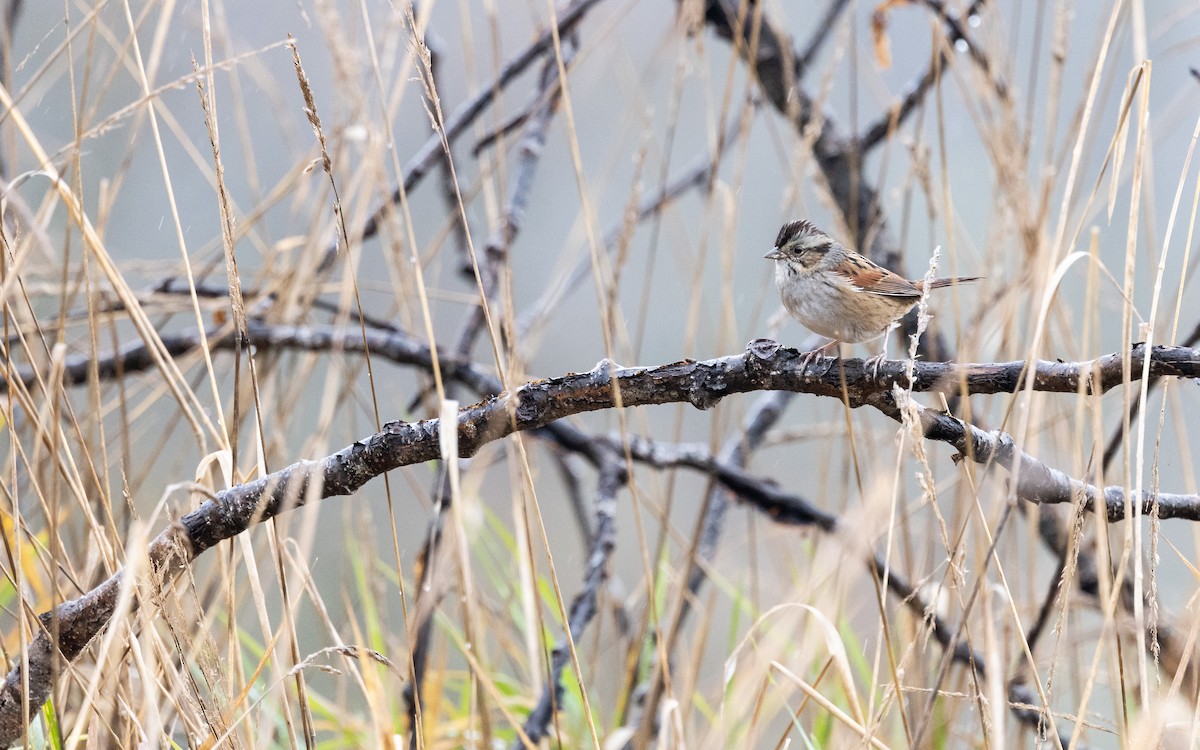 Swamp Sparrow - ML646314994