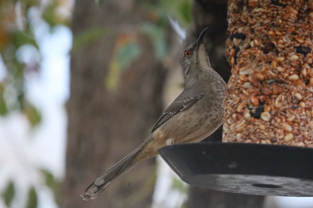 Curve-billed Thrasher - ML646314995