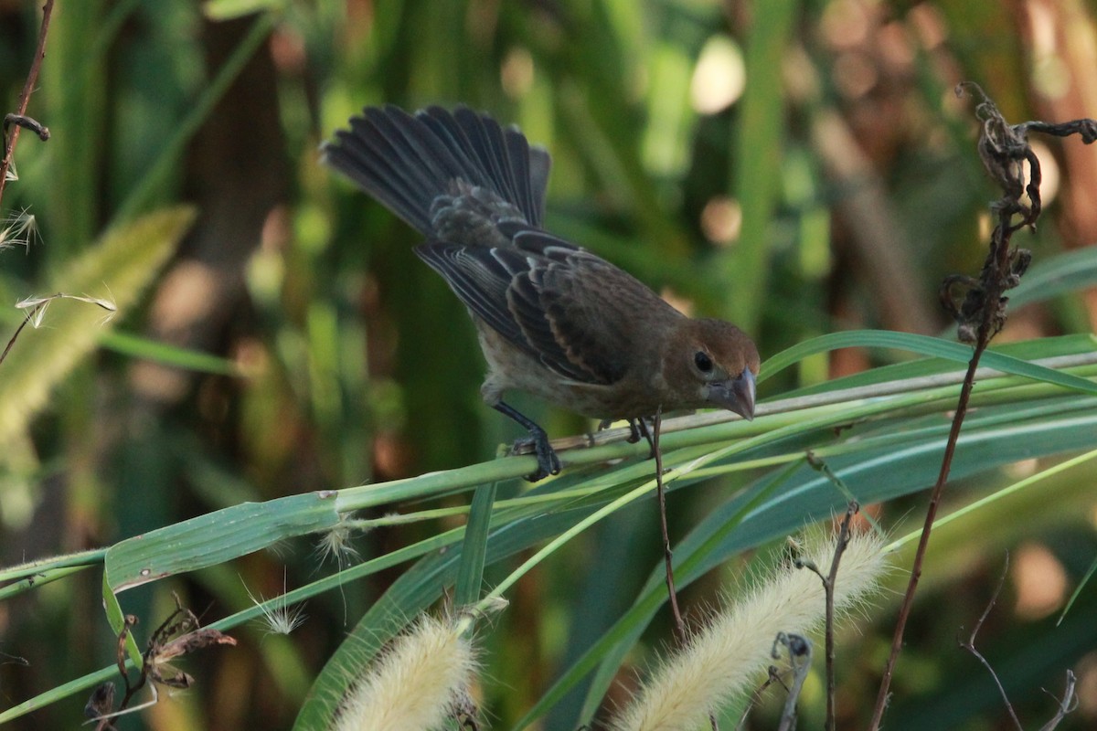 Blue Grosbeak - ML646314996