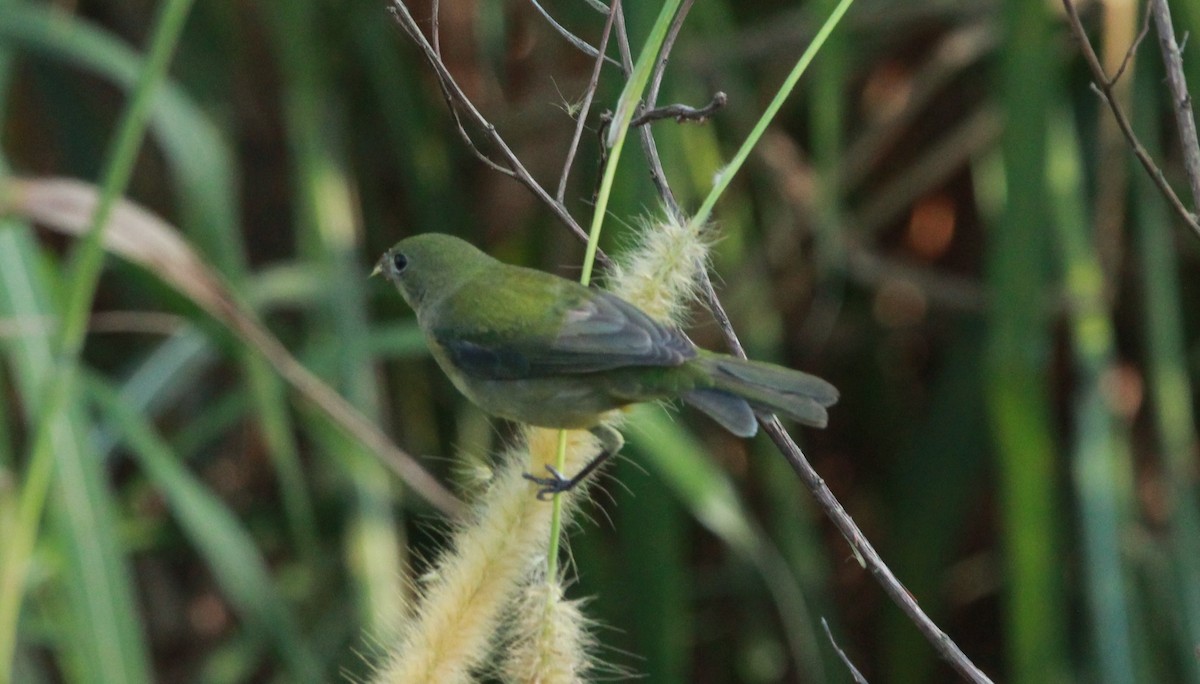 Painted Bunting - ML646315000