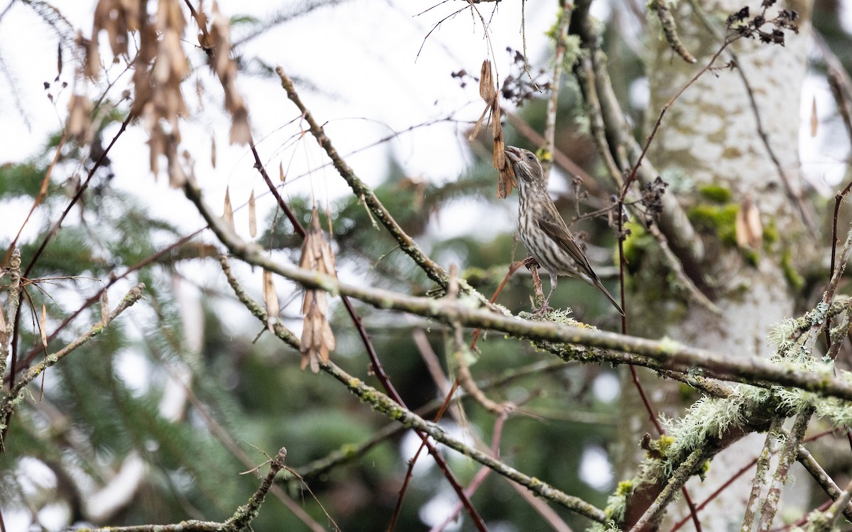 Purple Finch (Western) - ML646315001