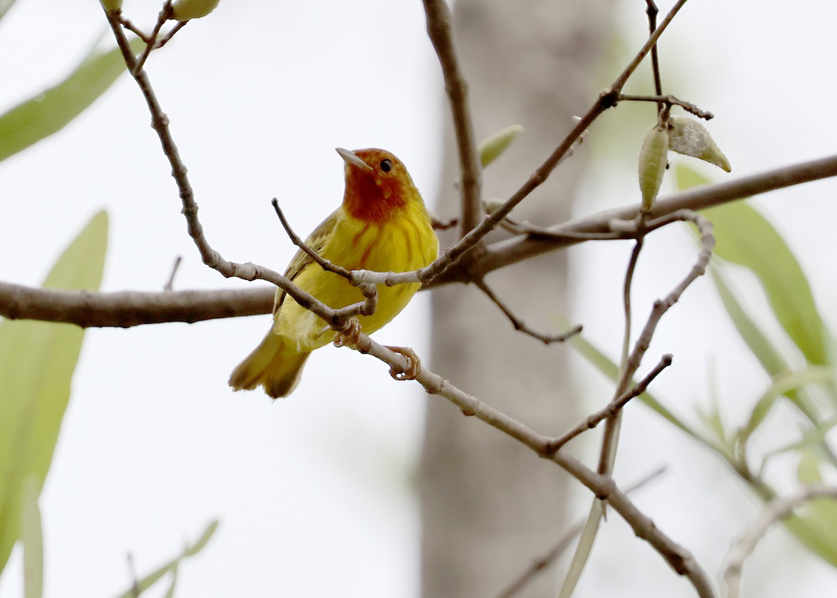 Mangrove Yellow Warbler (Panama) - ML646315003