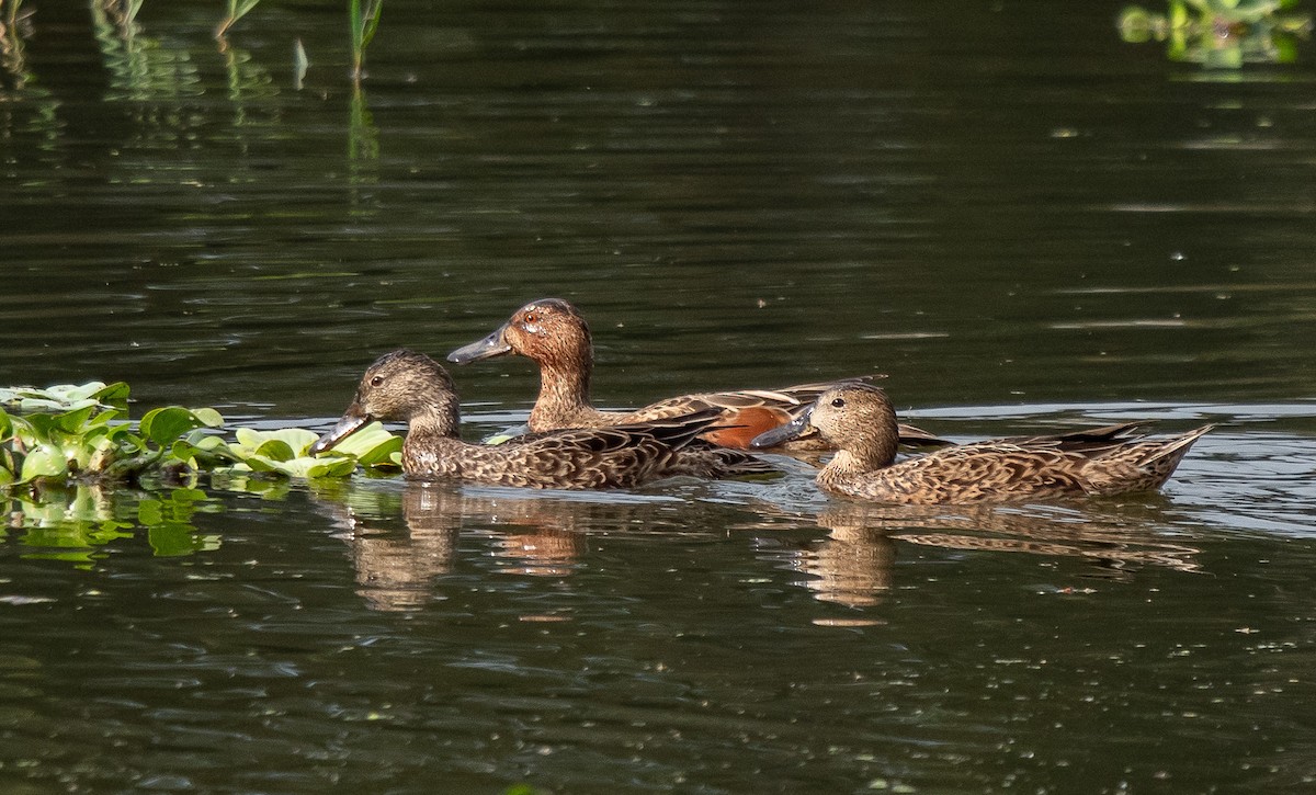 Cinnamon Teal - ML646315014