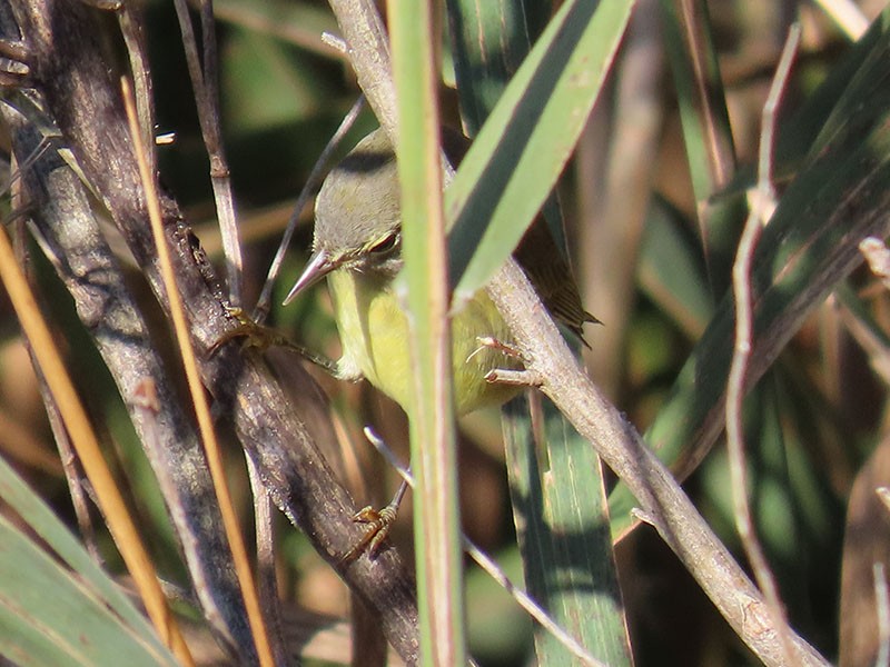 Orange-crowned Warbler - ML646315015