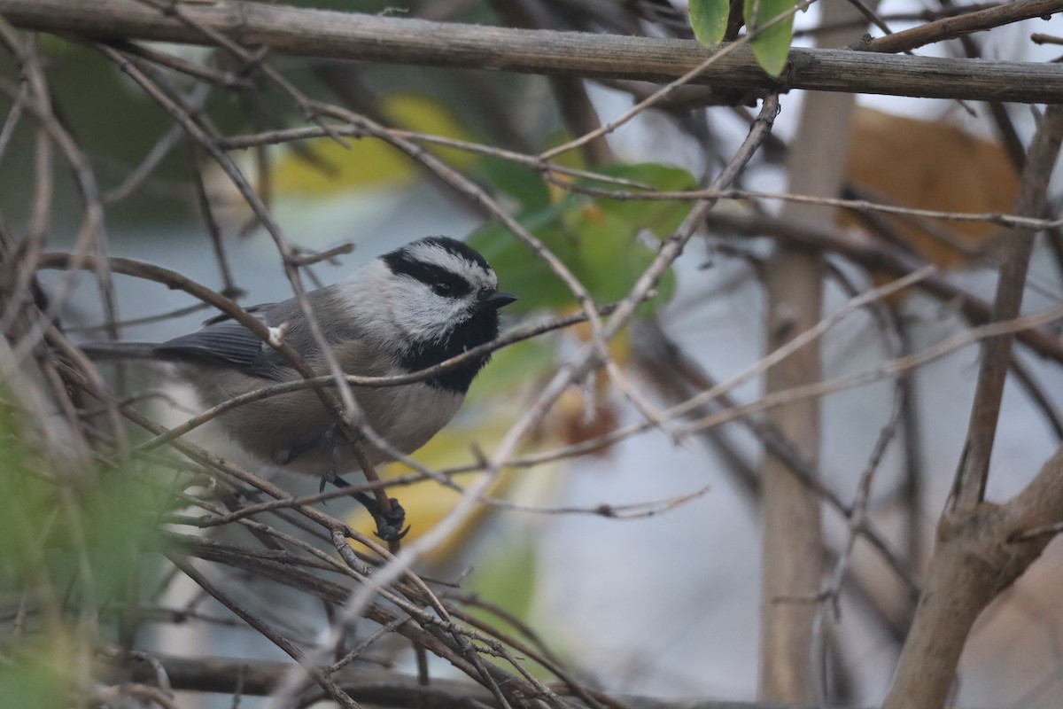 Mountain Chickadee - ML646315017