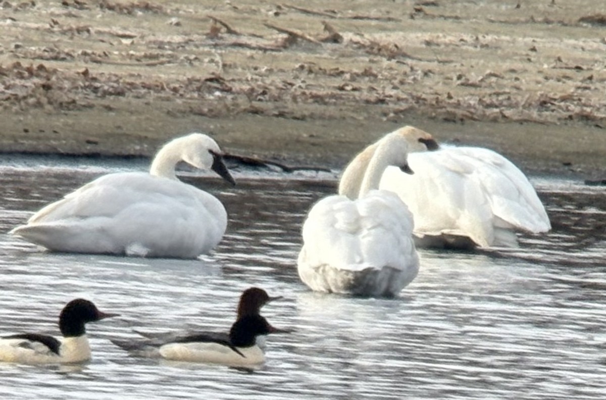 Tundra Swan - ML646315020