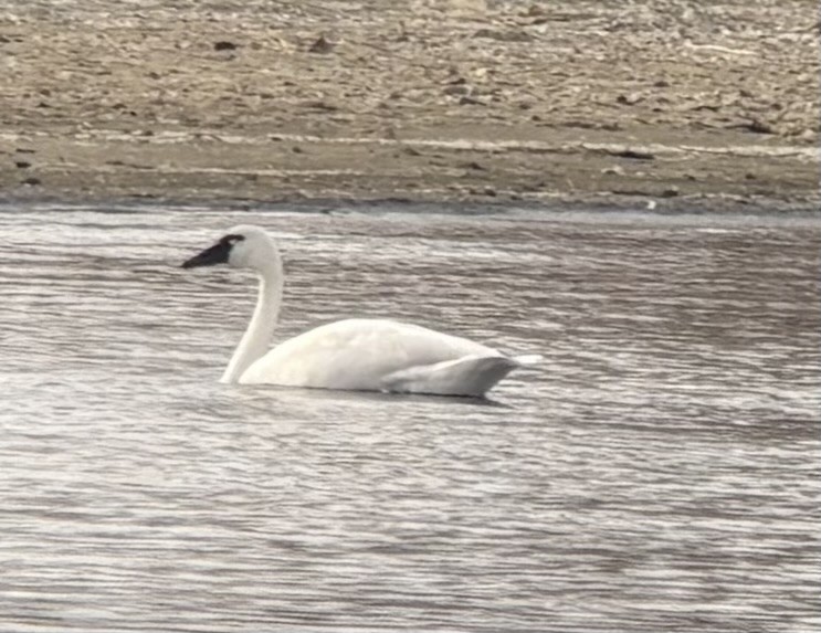 Tundra Swan - ML646315021
