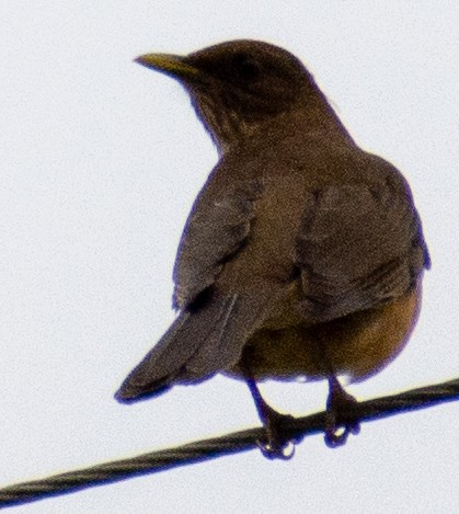 Clay-colored Thrush - ML646315022