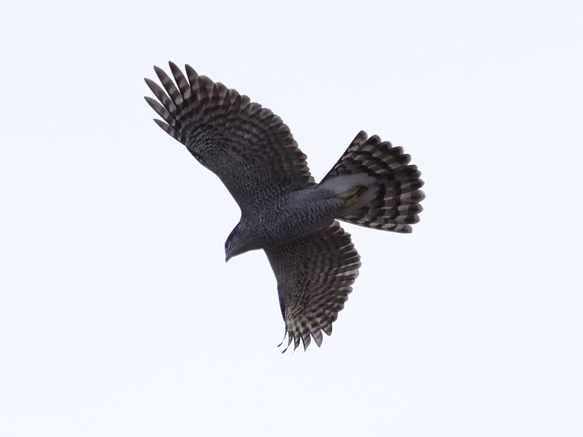 American Goshawk - ML646315026