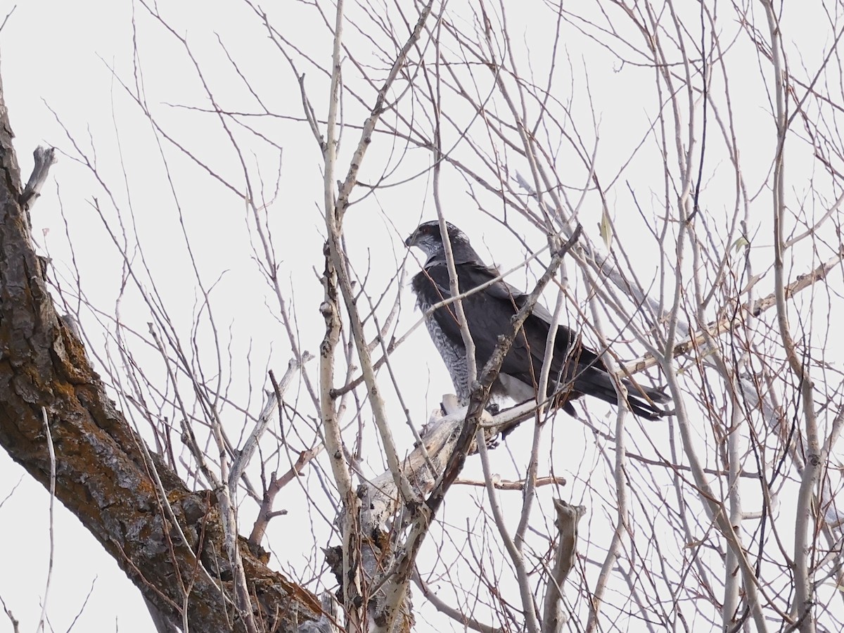 American Goshawk - ML646315027