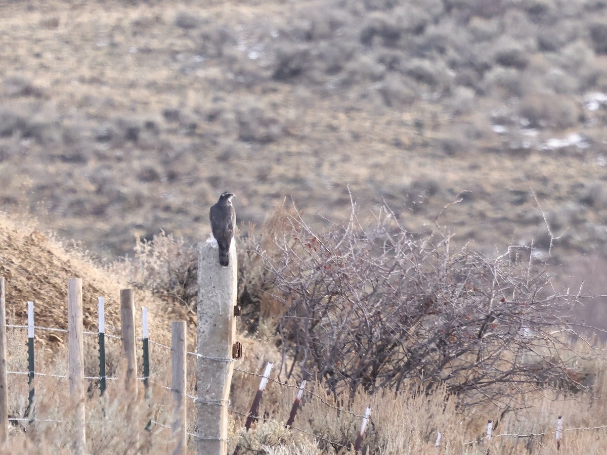 American Goshawk - ML646315028