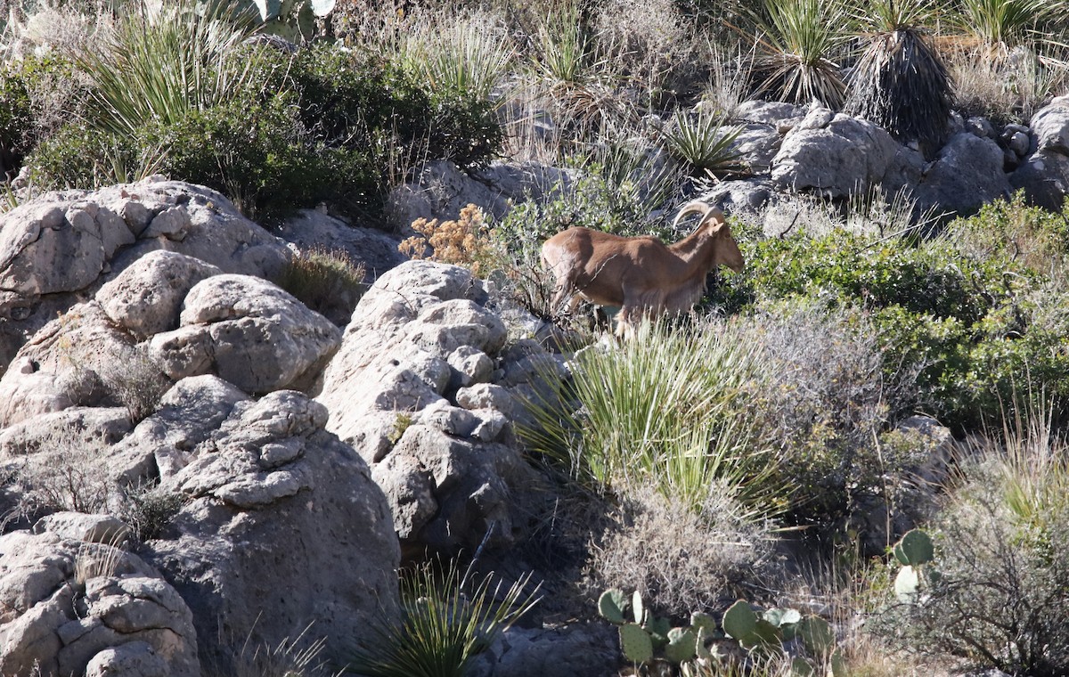 Aoudad - ML646315040