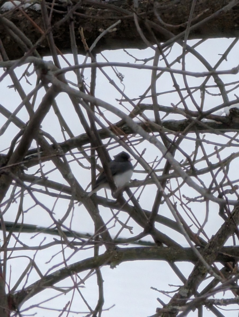 Dark-eyed Junco - ML646315041