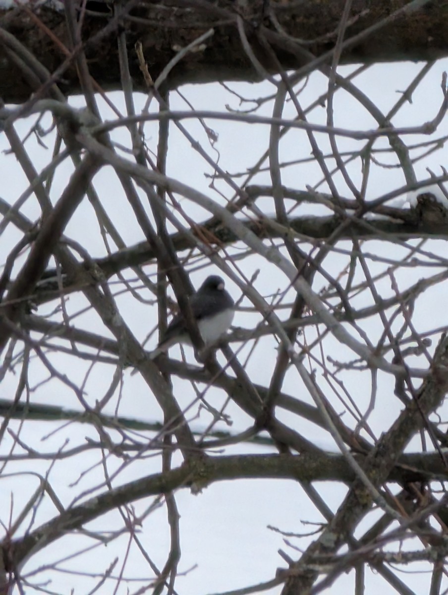 Dark-eyed Junco - ML646315042