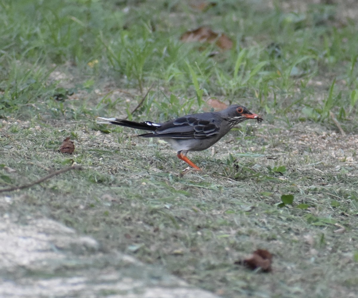 Eastern Red-legged Thrush - ML646315045