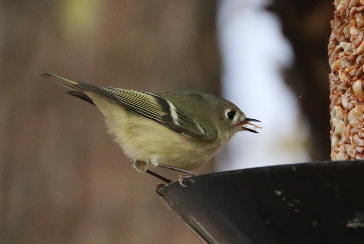 Ruby-crowned Kinglet - ML646315046