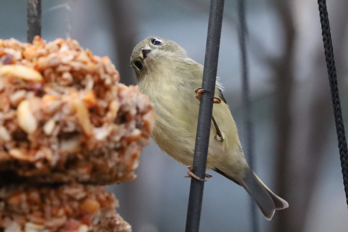 Ruby-crowned Kinglet - ML646315049