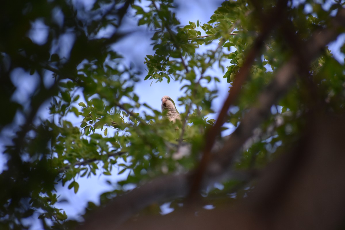 Monk Parakeet - ML646315050