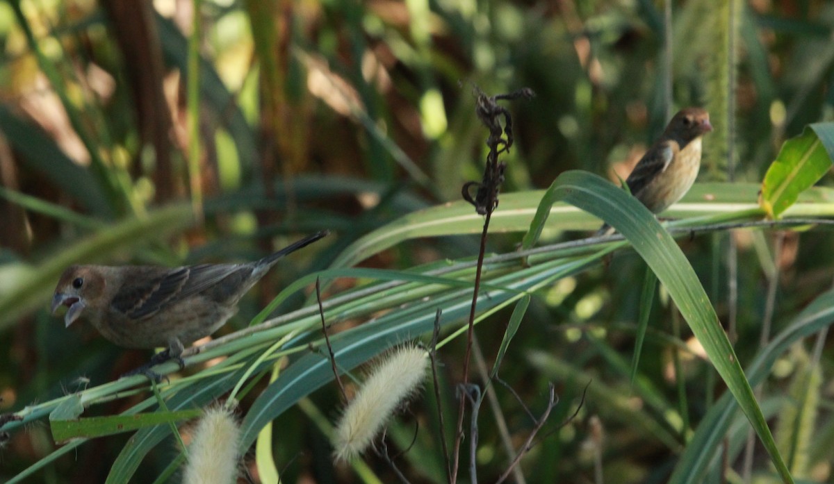 Blue Grosbeak - ML646315053