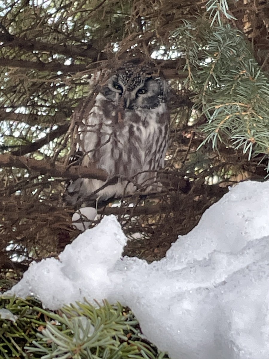 Boreal Owl - ML646315056