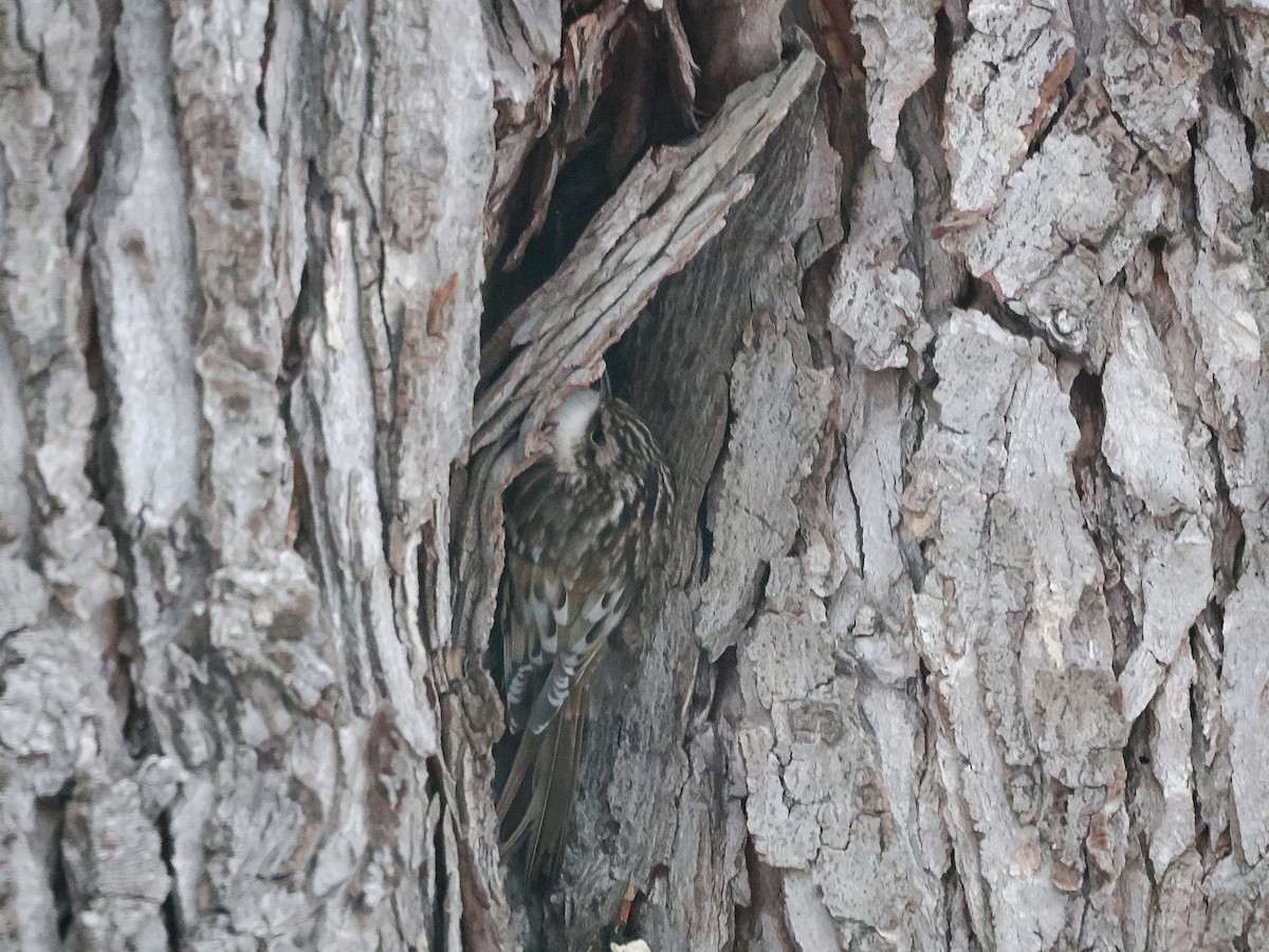 šoupálek americký - ML646315060