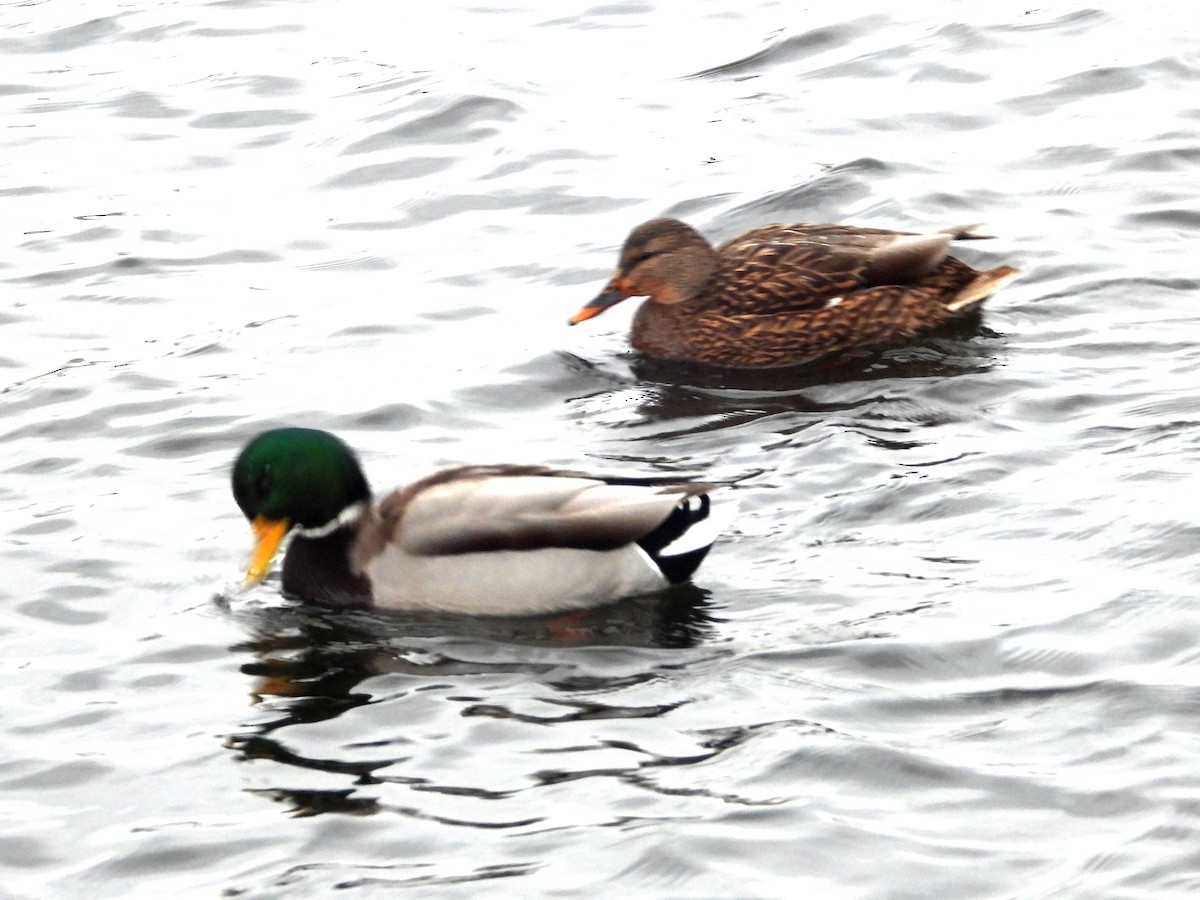 Germano reale - ML646315064