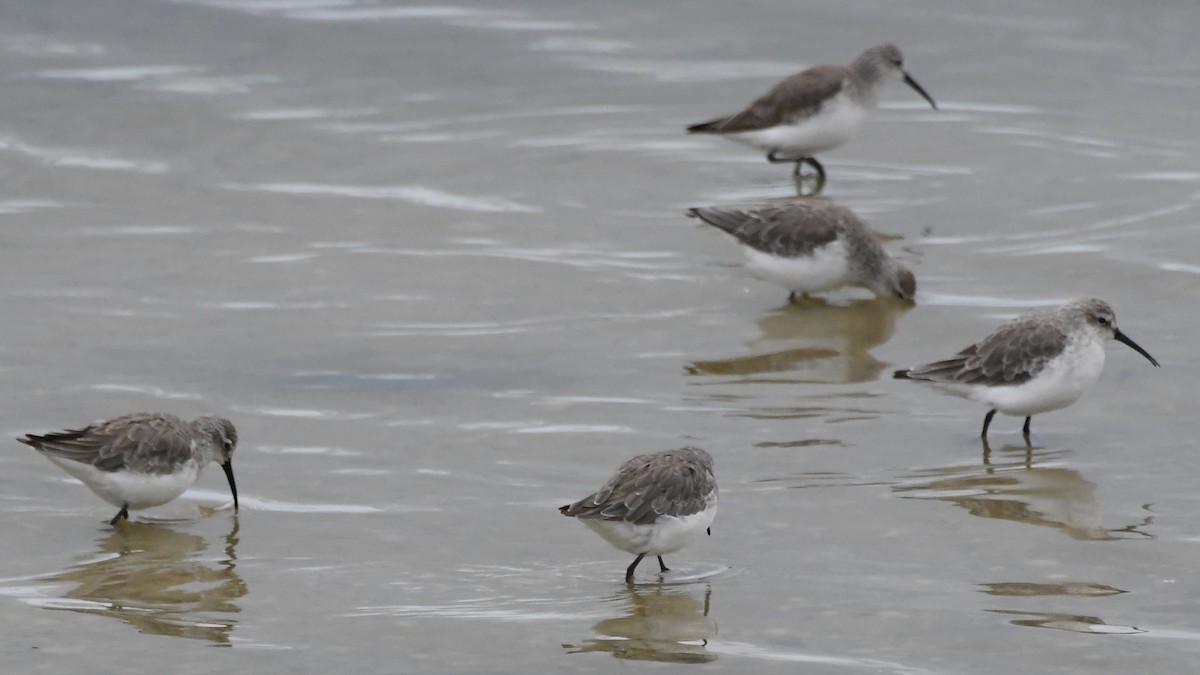 Piovanello comune - ML646315066