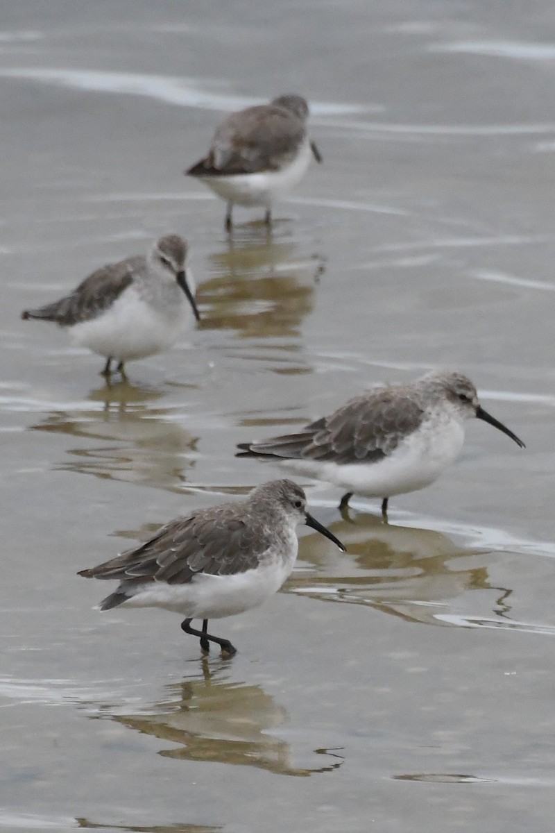 Piovanello comune - ML646315072