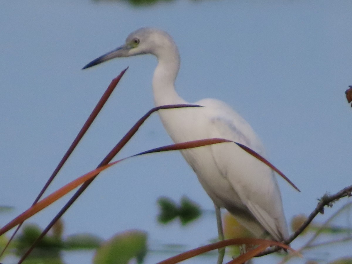 Little Blue Heron - ML646315075