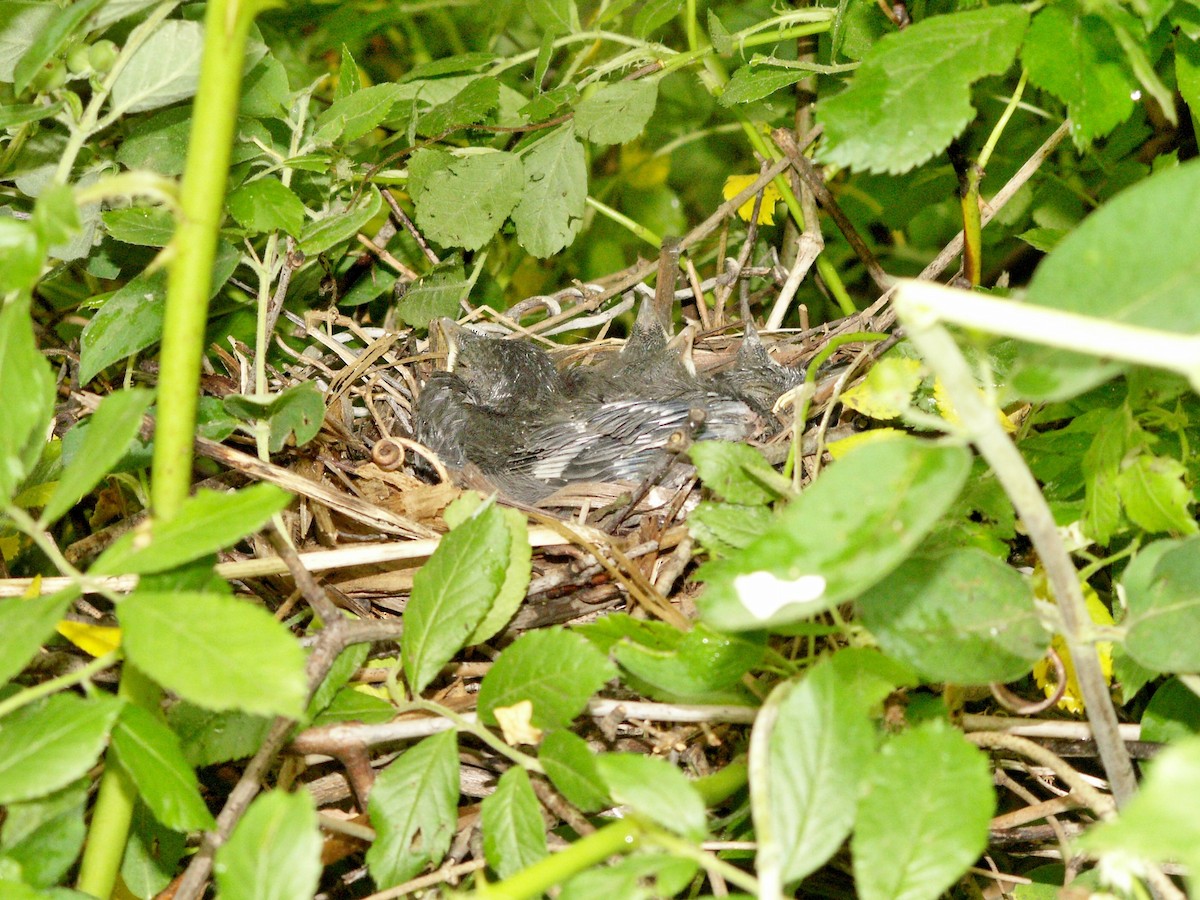 drozdec černohlavý - ML646315079